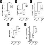 FOXP3 Antibody in Immunohistochemistry (IHC)