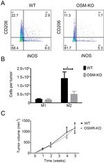 iNOS Antibody in Flow Cytometry (Flow)