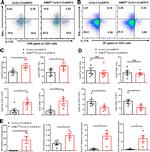 IFN gamma Antibody in Flow Cytometry (Flow)