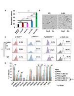 Phospho-AKT1 (Ser473) Antibody in Flow Cytometry (Flow)