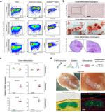 Podoplanin Antibody in Flow Cytometry (Flow)