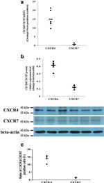 CD184 (CXCR4) Antibody in Flow Cytometry (Flow)