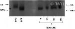 ERO1L Antibody in Western Blot (WB)