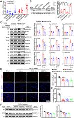 NFATC1 Antibody in Western Blot (WB)