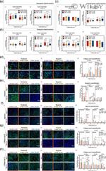 Aggrecan Antibody in Immunocytochemistry (ICC/IF)