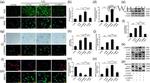 Aggrecan Antibody in Western Blot (WB)