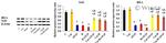 Actin Antibody in Western Blot (WB)