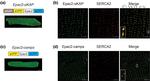 SERCA2 ATPase Antibody in Immunocytochemistry (ICC/IF)