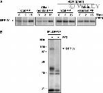 CD26 Antibody in Immunoprecipitation (IP)