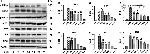 Phospho-IRE1 alpha (Ser724) Antibody in Western Blot (WB)