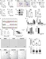 PLK1 Antibody in Western Blot (WB)