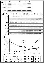 CDKN2C Antibody in Western Blot (WB)