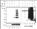 CDKN2C Antibody in Western Blot (WB)