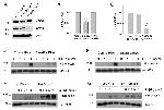 SMAD3 Antibody in Western Blot (WB)