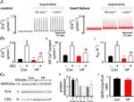 Calsequestrin Antibody in Western Blot (WB)