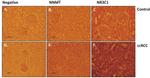 Glucocorticoid Receptor Antibody in Immunohistochemistry (IHC)