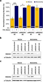 ROCK1 Antibody in Western Blot (WB)