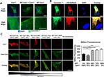 Myc Tag Antibody in Immunocytochemistry (ICC/IF)