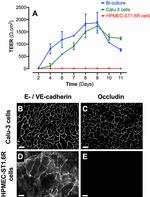 Occludin Antibody in Immunocytochemistry (ICC/IF)