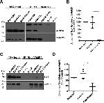 VAMP2 Antibody in Western Blot, Immunoprecipitation (WB, IP)