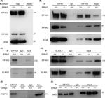 eIF4G3 Antibody in Western Blot (WB)