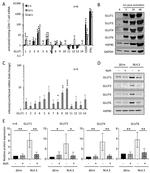 GLUT9 Antibody in Western Blot (WB)