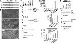 Claudin 7 Antibody in Western Blot (WB)