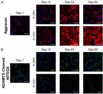 Aggrecan Neo Antibody in Immunocytochemistry (ICC/IF)