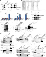 Nogo-A/B Antibody in Western Blot, Immunoprecipitation (WB, IP)