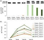 alpha-Cardiac Actin Antibody in Western Blot (WB)