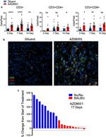 CD3e Antibody in Immunocytochemistry (ICC/IF)