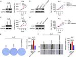 HAS2 Antibody in Western Blot (WB)