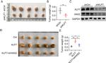 HAS2 Antibody in Western Blot (WB)