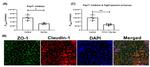 Claudin 1 Antibody in Immunocytochemistry (ICC/IF)