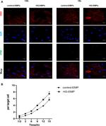 CD31 Antibody in Immunocytochemistry (ICC/IF)