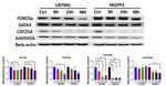 Cdc25A Antibody in Western Blot (WB)