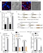 Glucocorticoid Receptor Antibody in Immunohistochemistry (IHC)