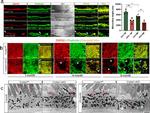 EBP50 Antibody in Immunohistochemistry (IHC)