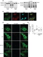 TRPM7 Antibody in Immunocytochemistry (ICC/IF)