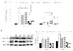 MMP2 Antibody in Western Blot (WB)