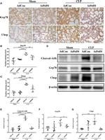 CHOP Antibody in Western Blot, Immunohistochemistry (WB, IHC)