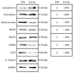 HSPA9 Antibody in Western Blot (WB)