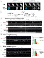 SNAP Tag Antibody in Immunocytochemistry (ICC/IF)