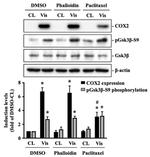 COX2 Antibody in Western Blot (WB)