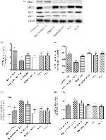 SLC22A12 Antibody in Western Blot (WB)