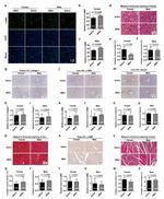 Desmin Antibody in Immunohistochemistry (IHC)