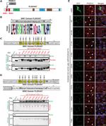 HA Tag Antibody in Western Blot (WB)