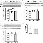 Phospho-Cardiac Troponin I (Ser150) Antibody in Western Blot (WB)