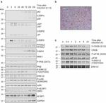 Phospho-eIF4E (Ser209) Antibody in Western Blot (WB)