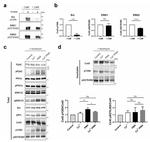 Phospho-Connexin 43 (Ser279) Antibody in Western Blot (WB)